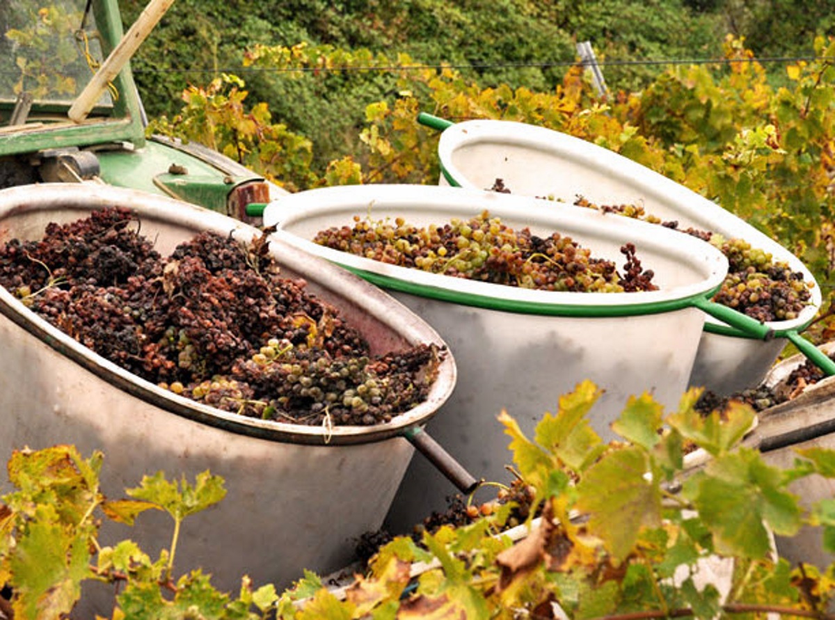 DOMAINE RICARDELLE DE LAUTREC