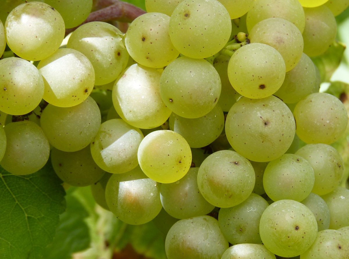 DOMAINE DES CHÉZÈLLES