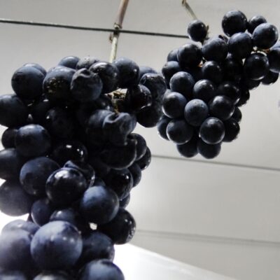 Terre-di-Serrapetrona.7