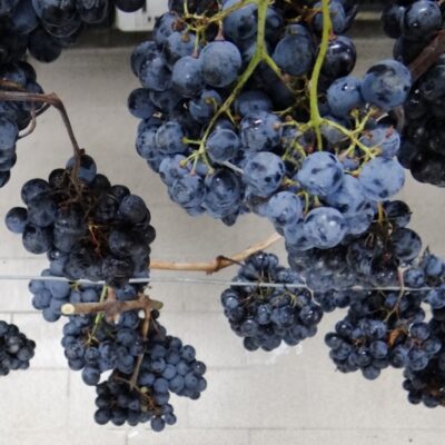 Terre-di-Serrapetrona.8